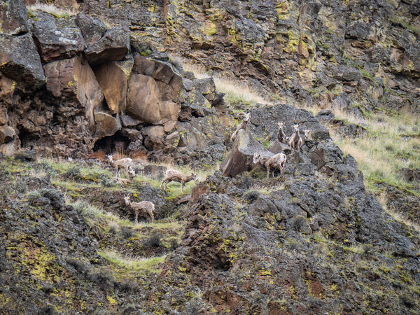 Bighorn sheep on the cliff side