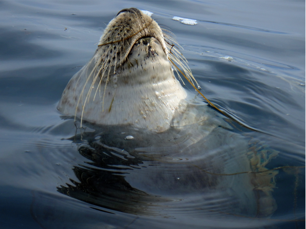 Seal pokes its head out of the water during once of Nick's sea kayaking adventures