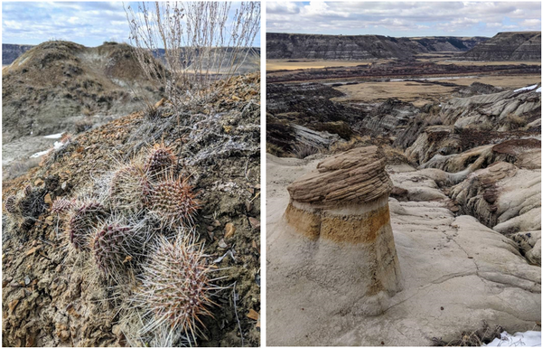      Resilient desert growth amidst the snow                                        Hoodoos are rock formations caused by erosion of softer layers of rock below harder sedimentary layers