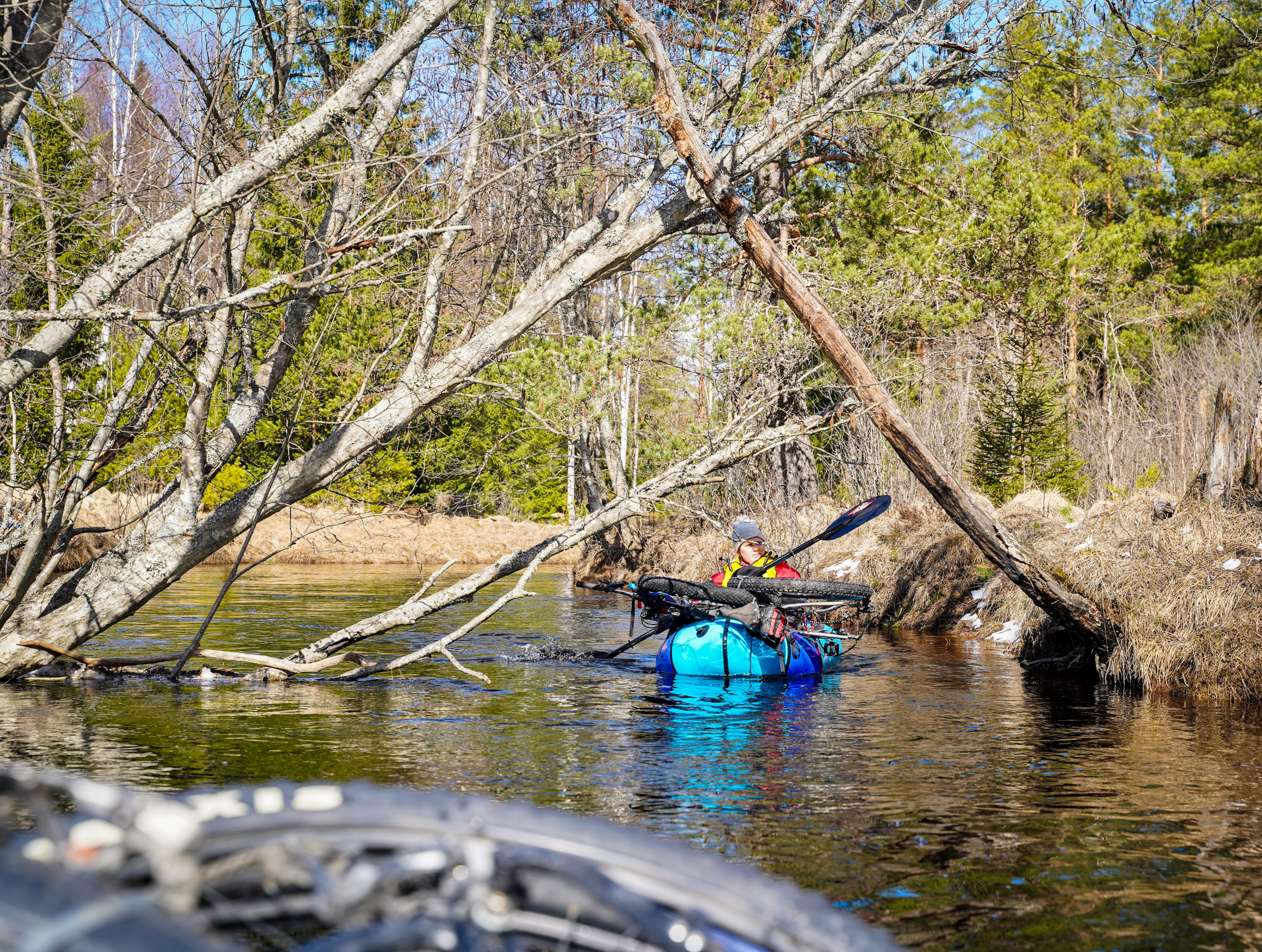 packrafter paddles under fallen trees on the Nittalven River