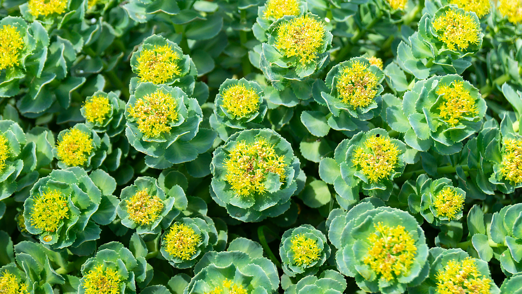 Rhodiola - Best Adaptogens and Nootropics Guide for brain power