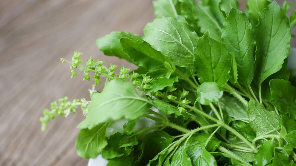 Holy Basil - Best Adaptogens and Nootropics Guide for stress relief