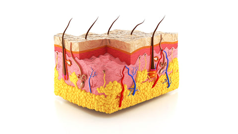 Schematische Darstellung: Aufbau der Haut