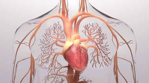 Ein Modell der Adern und Venen im menschlichen Körper, die vom Herz ausgehen