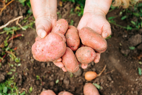 Kartoffeln frisch vom Feld