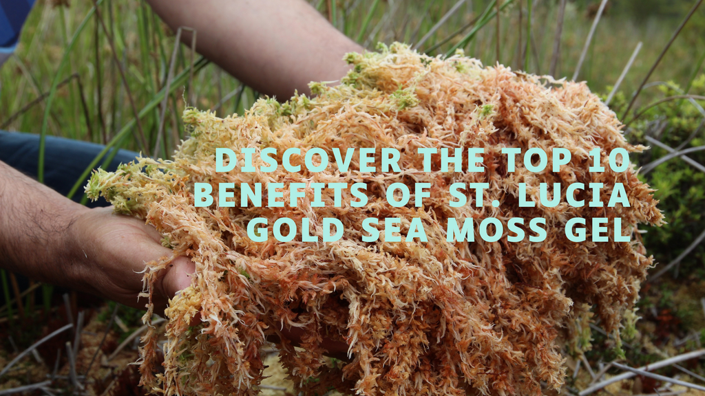 man holding a pile of fresh wild harvested st. lucia gold sea moss