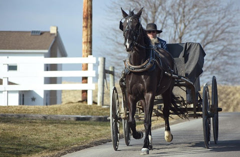 Amish buggy driver