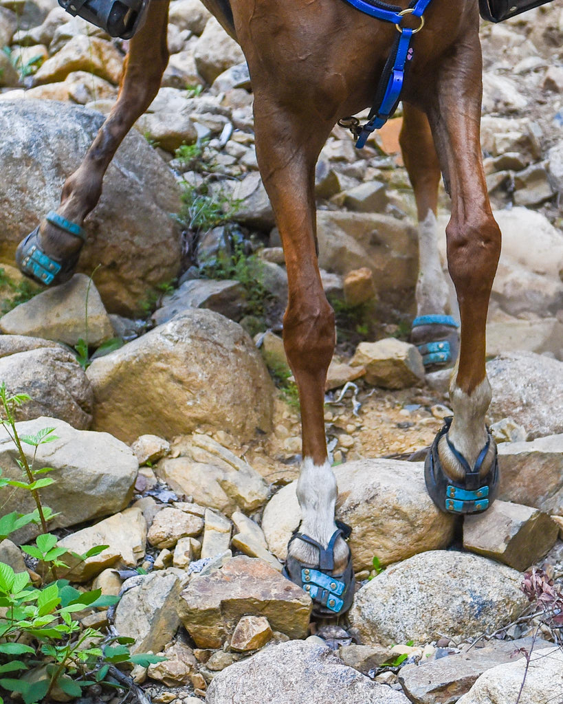 Equine veterinarian, Dr Tomas Teskey DVM, discusses the proprioception 