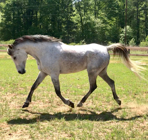 A grey horse trotting in Scoot Boots in a grass paddock