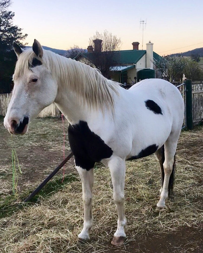 Use Scoot Boots to prevent your horse from becoming footsore