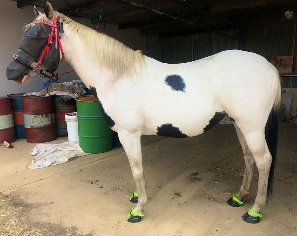 Use Scoot Boots to prevent your horse from becoming footsore