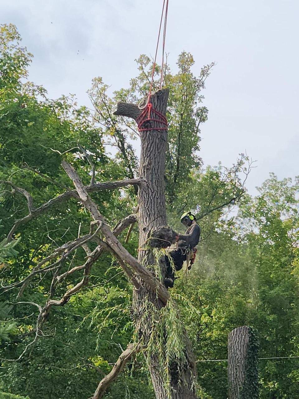 Tree Removal Oshawa