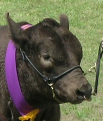 Halter originated from a harness named "halter" that's been used in caring for livestock animals.