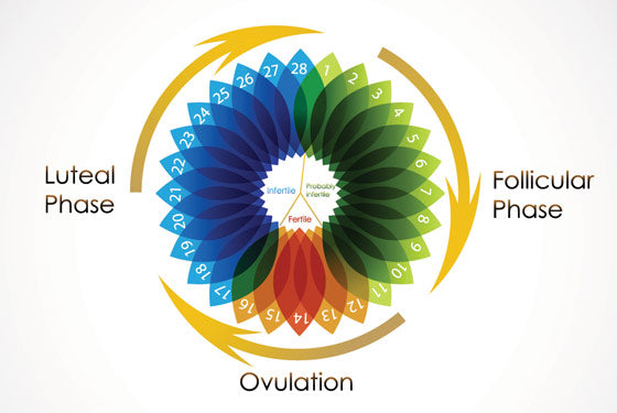 Phases of your Cycle