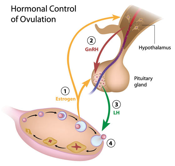 PMDD & Hypothalamic Pituitary axis