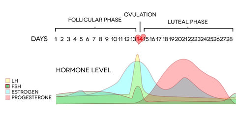 LH FH levels PCOS
