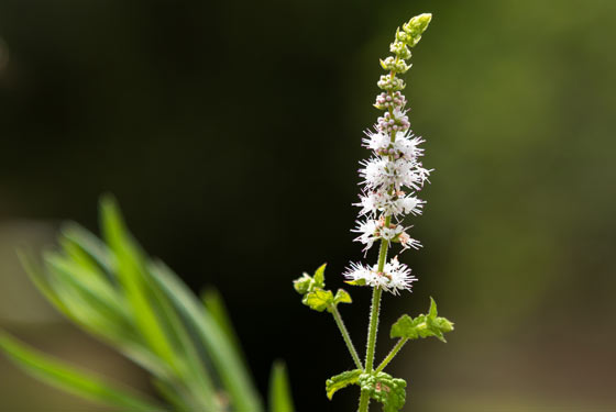 Black Cohosh (Cimicifuga Racemosa)