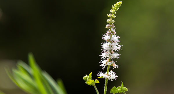 Black Cohosh - cimifuga racemosa