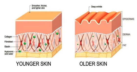 young and aging skin