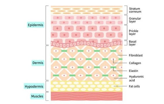 collagen in skin structure