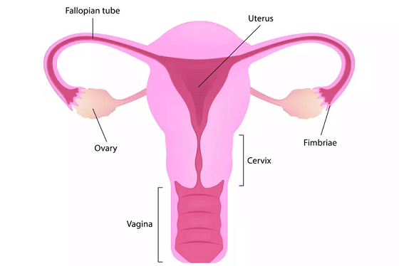 female reproductive system