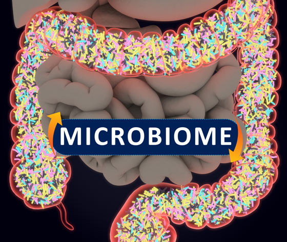 Healthy gut microbiome