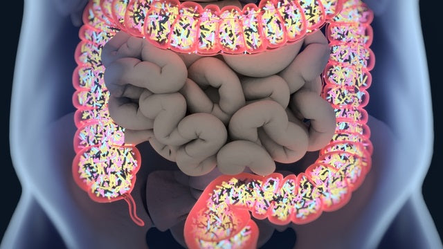 gut microbiota