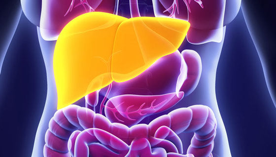 Liver metabolism