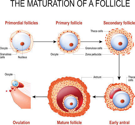 maturation of follicle