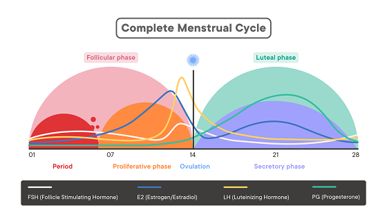 menstrual phases