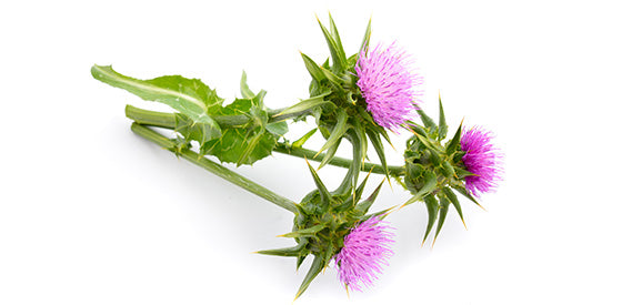 St Mary's Thistle