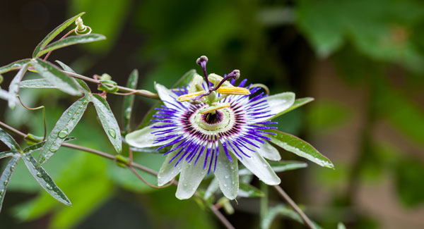 Passionflower - passiflora incarnata
