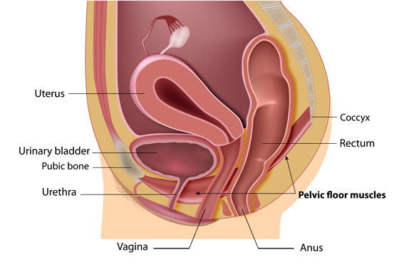 Pelvic Floor