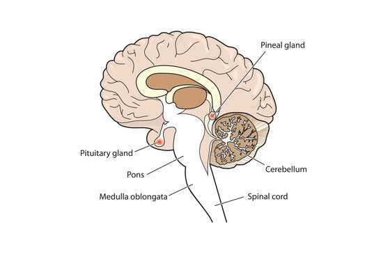 Pineal-Pituitary