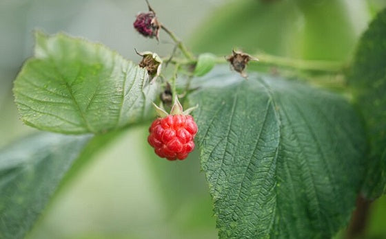 red raspberry leaf