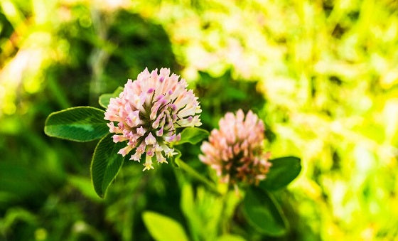 red clover flower