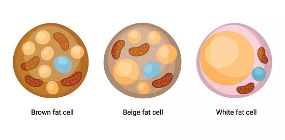types of fat