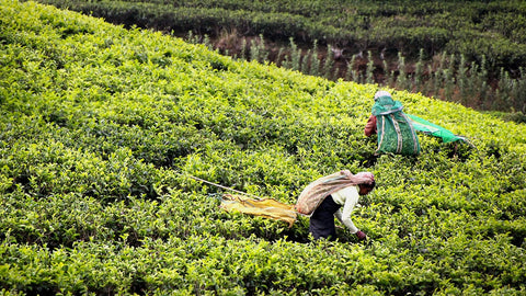 Indian Tea Plantation | Tandem Tea Company | New Orleans Tea Purveyors