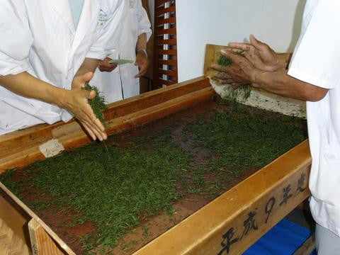 Loose leaf tea processing shaping hand rolling green tea