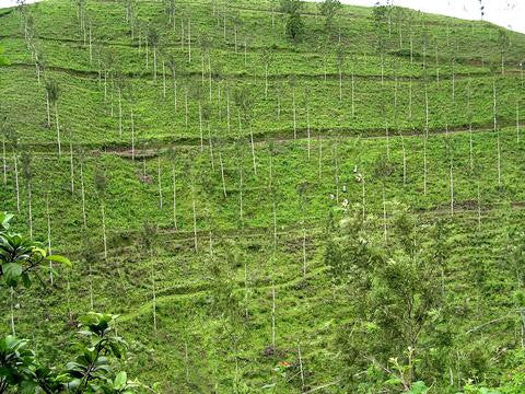 Tea Plantation India Terroir