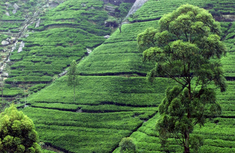 Tea Plantation Sri Lanka Terroir