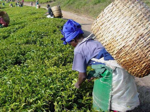 Loose leaf tea picking plucking