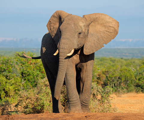 Addo Elephant Park