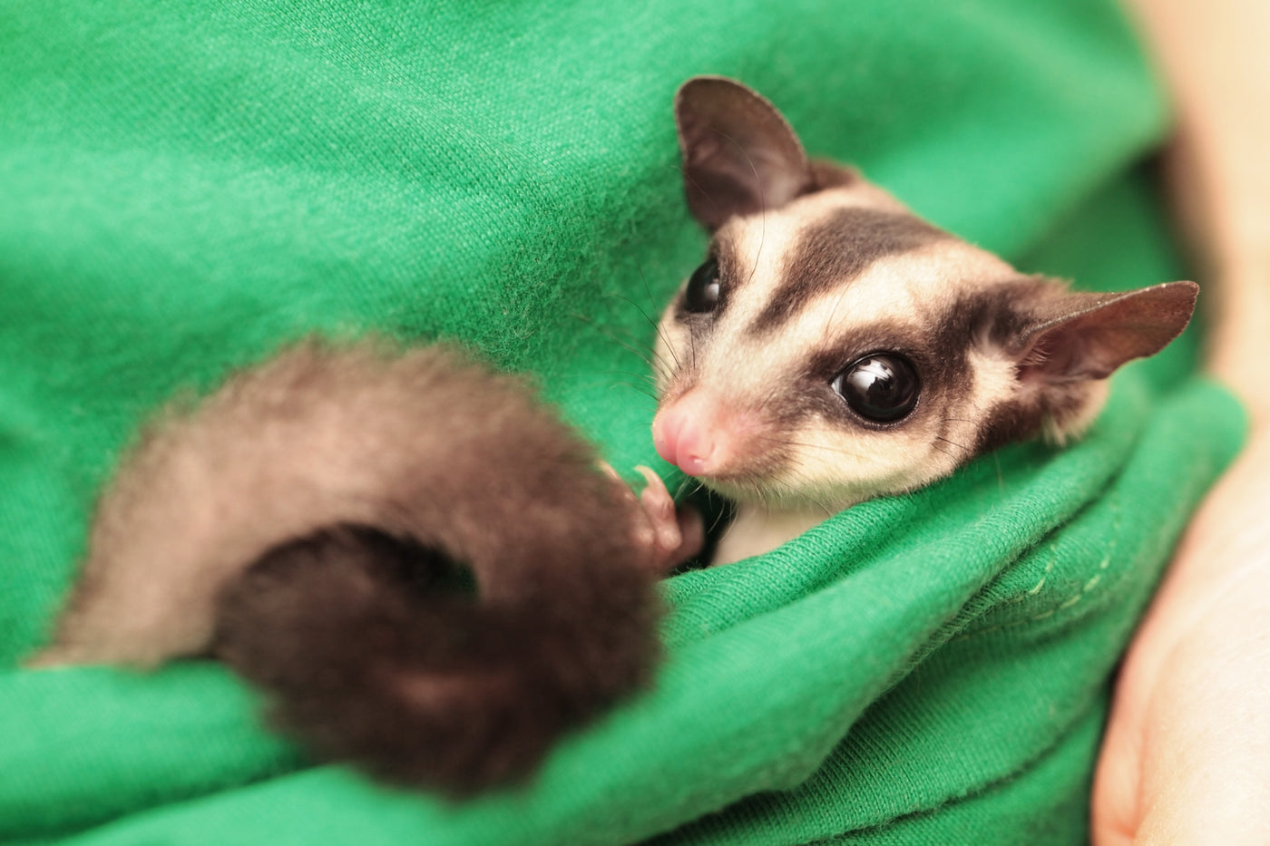 sugar glider diet