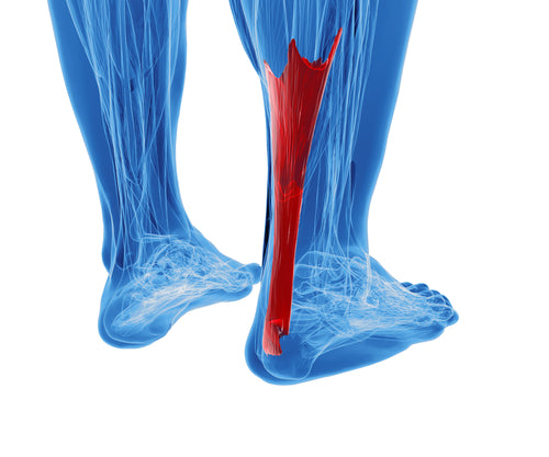 3d rendering human achilles tendon