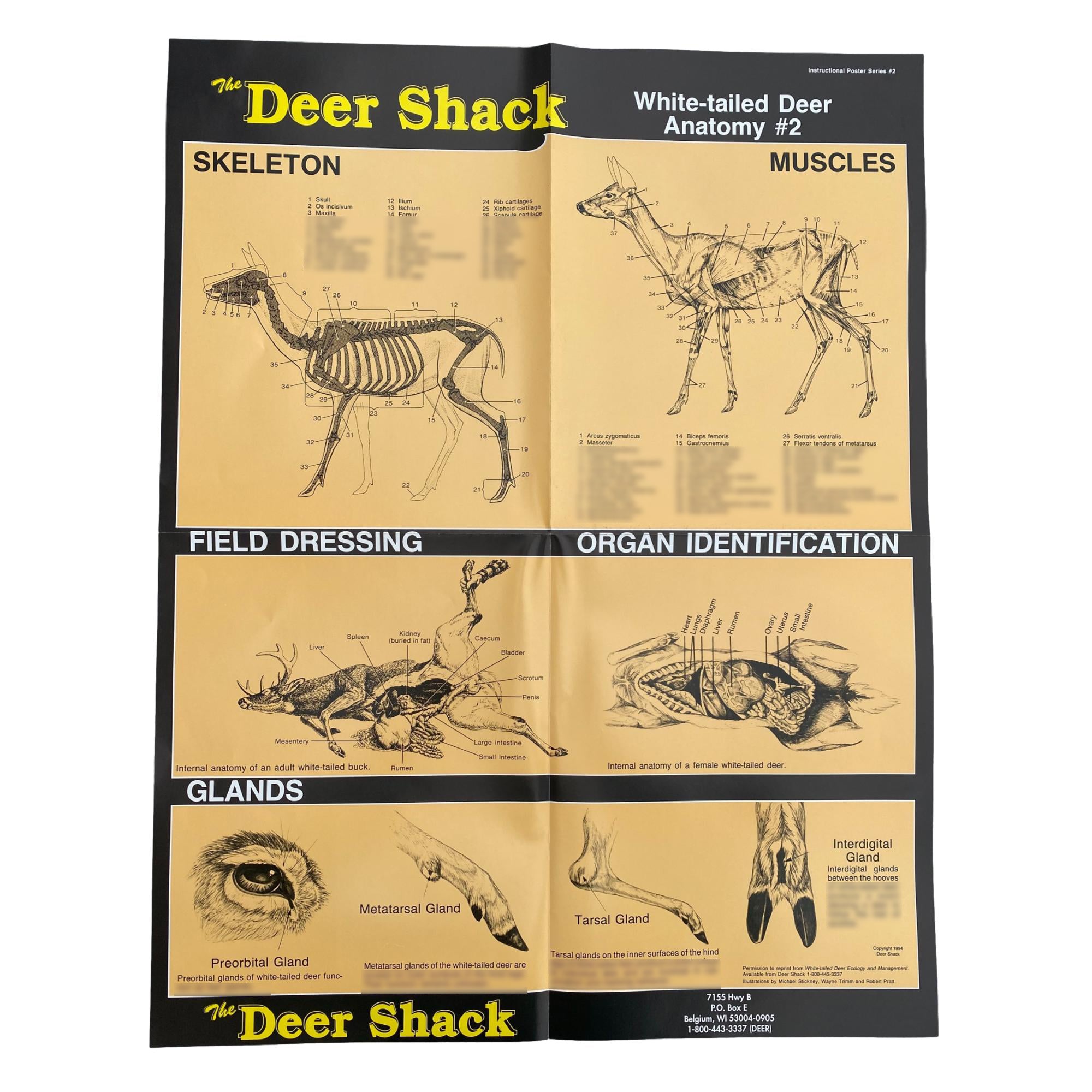 deer-anatomy-2-hunting-information-poster-leather-unlimited