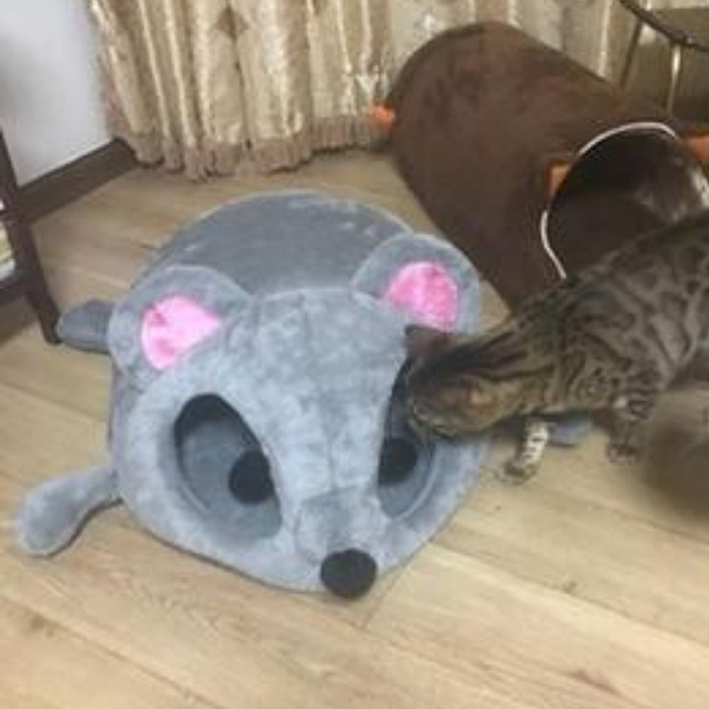 cat house mouse