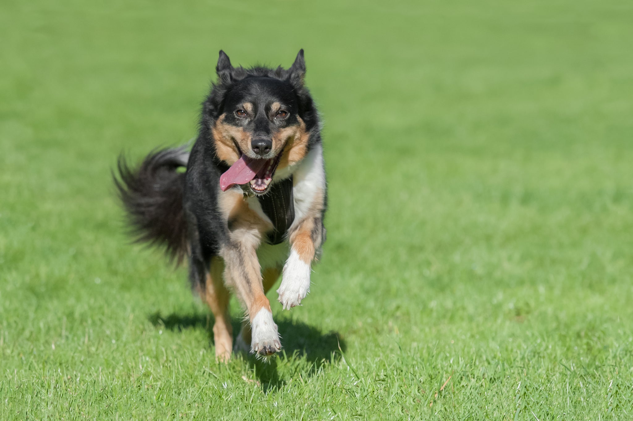 can you use ketoconazole shampoo on dogs