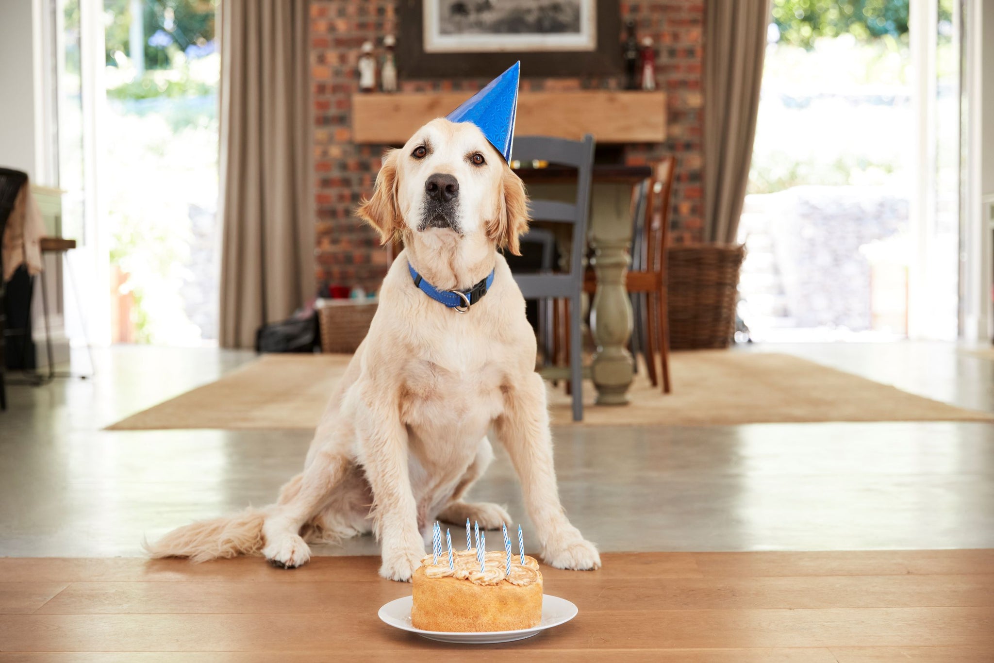 5-fun-ways-to-celebrate-your-dog-s-birthday-strawfield-pets