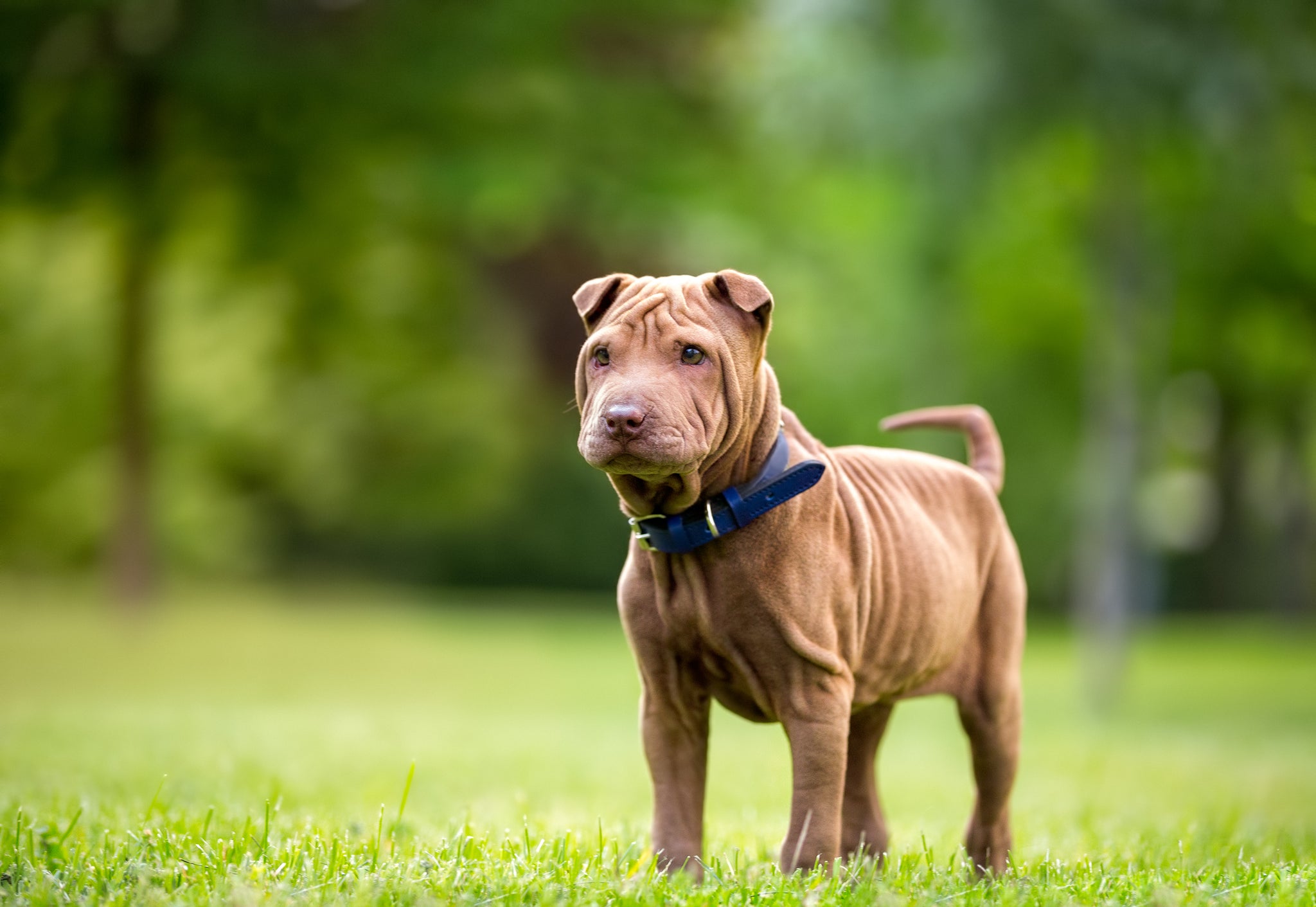 How to Calm an Anxious Dog Strawfield Pets